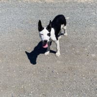 Photo of Thor