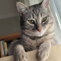 Photo of Loki