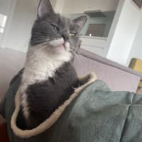 Photo of Flora *9 Lives Project Rescue*