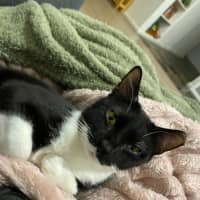 Photo of Chirpy