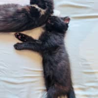 Photo of Pumpernickle