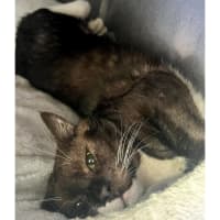 Photo of 11026   Oryx