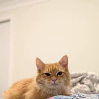 Photo of Toby