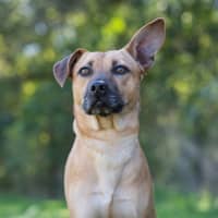 Photo of Bruno