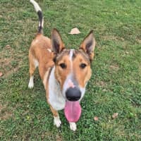 Photo of Koda
