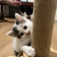 Photo of Albie