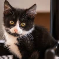 Photo of Tofu