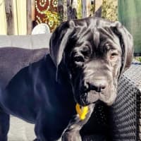 Photo of Shadow