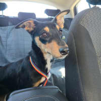 Photo of Bindi