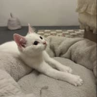 Photo of Paneer (With Halloumi)