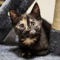 Photo of Twix