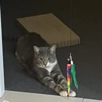 Photo of Dash