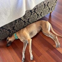 Photo of Sandy, The Greyhound