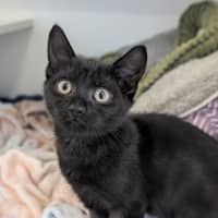 Photo of Rue