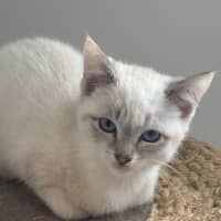 Photo of Alaska Meet Me@Petstock Mornington Nepean Hwy