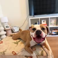 Photo of Scooby   2 Year Old American Bulldog