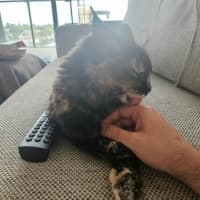 Photo of Gypsy   In Foster Care In Cremorne