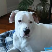 Photo of Baxter   5 Year Old Bullmastiff