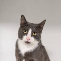 Photo of Buttercup