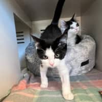 Photo of Cookies And Cream