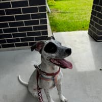 Photo of Shadow   5 Month Old Cattle Dog X 