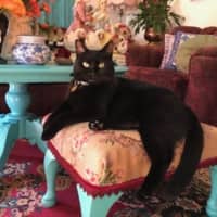 Photo of Luna Kitty   In Foster Care In Mount Martha