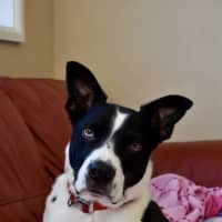 Photo of Dozer
