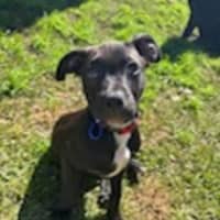 Photo of Tux   4 Month Old Staffy X