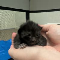 Photo of Loganberry