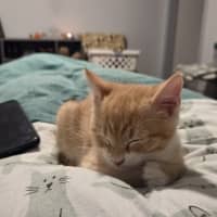 Photo of Crumpet