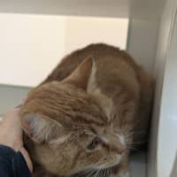 Photo of Mojito
