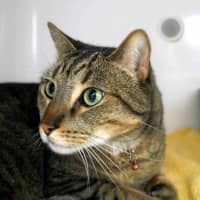 Photo of Nitro Sta013446 & Turbo Sta013447