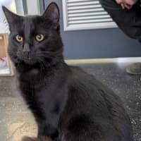 Photo of Bear