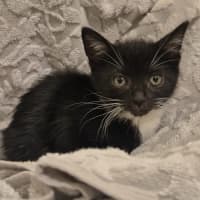 Photo of Arwen