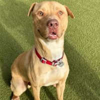 Photo of Biscuit