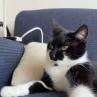Photo of Pepper