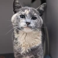 Photo of Basil