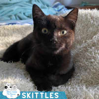 Photo of Skittles