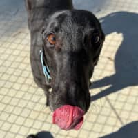 Photo of Tang Mo The Greyhound