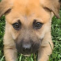 Photo of Sunny (Was Cookie)
