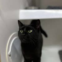 Photo of 🌱 Pusheen 6342 🌱