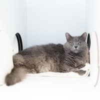 Photo of Oreo