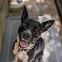 Photo of Oreo