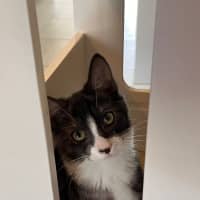 Photo of Huey