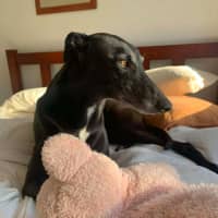 Photo of Betty, The Greyhound