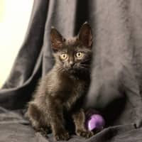 Photo of Sprout   9 Week Old Dsh