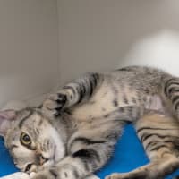 Photo of Vesper