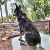 Photo of Roxie
