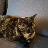 Photo of Star