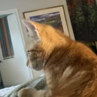 Photo of Rusty